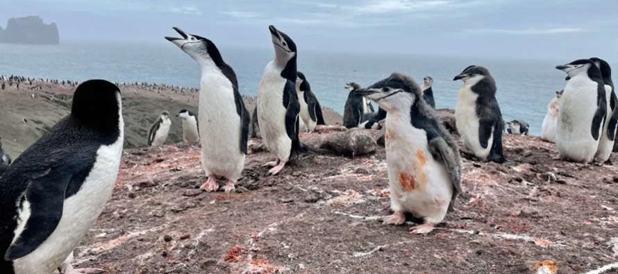 Un estudio aporta resultados fundamentales para entender la influencia de los pingüinos en el...