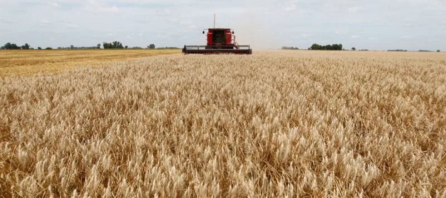 Con respecto al maíz 22/23, la BdeC dijo que los agricultores del país llevan...