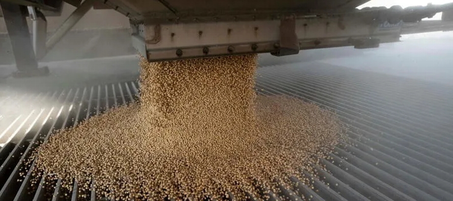 El área cultivada de soja totalizó 83,505 millones de acres, según el informe...