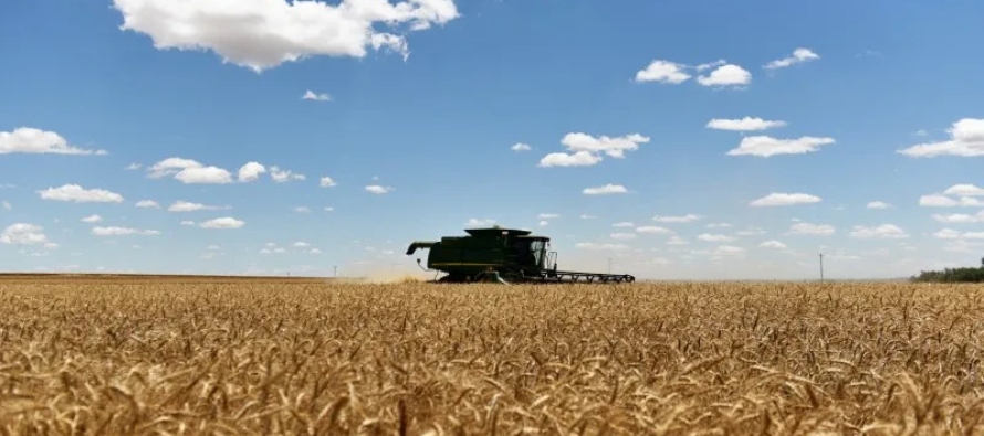 El USDA calificó el 51% del maíz estadounidense de bueno a excelente, un punto...