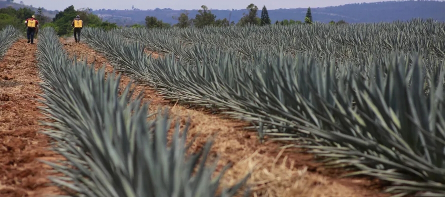 El aumento en la superficies cultivadas con la planta de agave, de la que se extrae el tequila,...