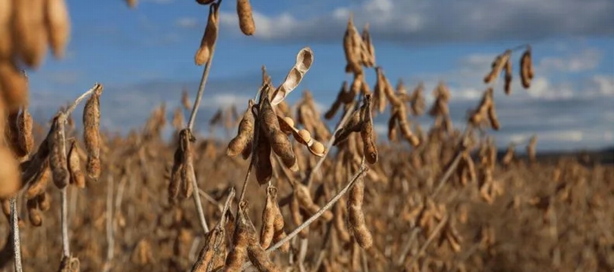 Este año, Brasil, el mayor exportador mundial de soja, produjo una cosecha récord de...