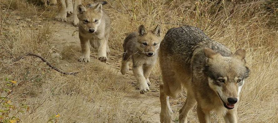Una nueva manada de lobos grises llega a la Sierra Nevada de California, a varios cientos de...