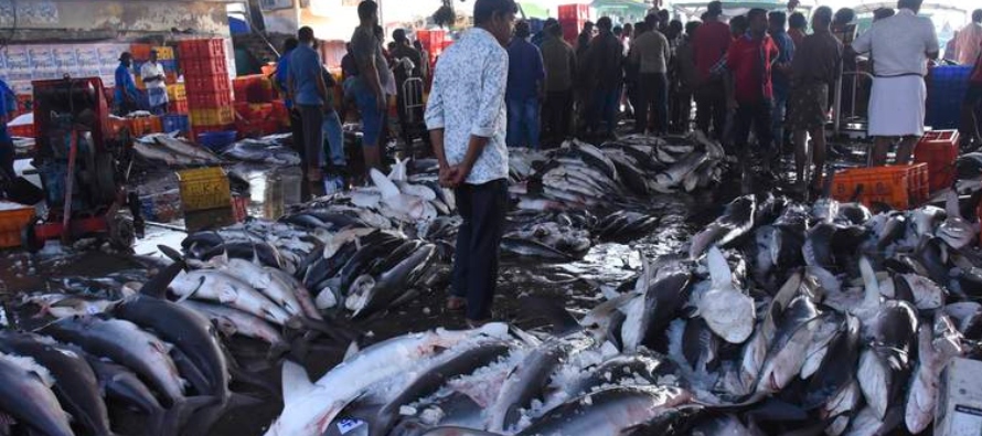 Las capturas de pez espada en Estados Unidos supusieron unos 23 millones de dólares en los...