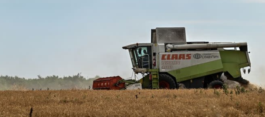 Los productores tienen previsto sembrar este año 4,4 millones de hectáreas de trigo...