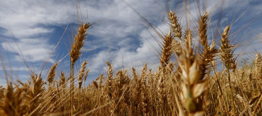 El clima húmedo en la época de la cosecha está afectando la calidad y la...