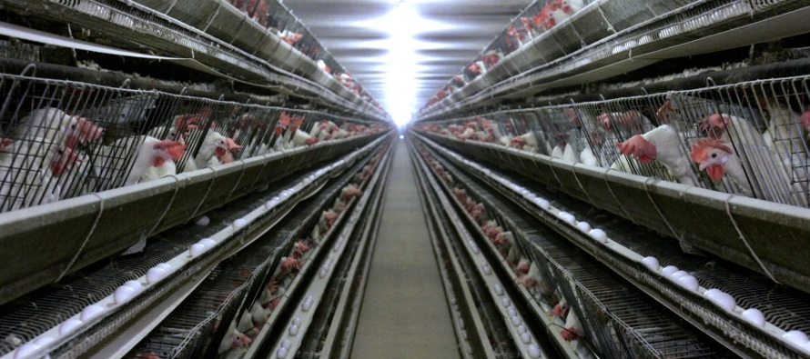 La Junta Sueca de Agricultura ha renunciado a los intentos de limpiar los gallineros de CA...