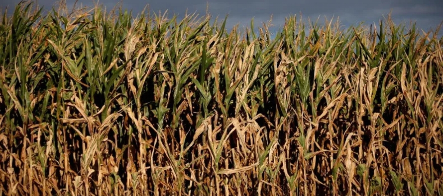 La producción de maíz en grano del país, excluida la cosecha destinada a...