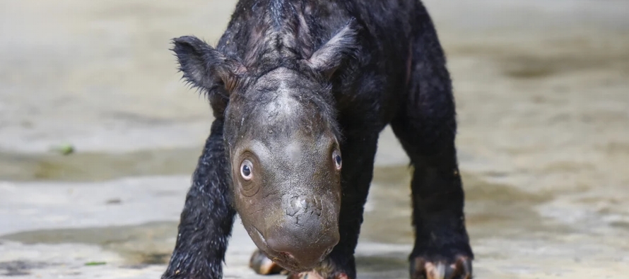 Una rinoceronte llamada Delilah dio a luz a un cachorro varón de 25 kilos en un santuario...
