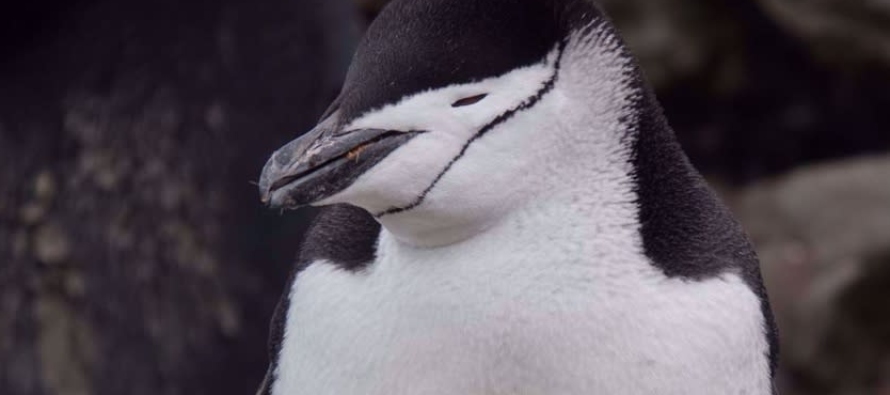 "La inversión en microsueños por parte de los pingüinos reproductores...