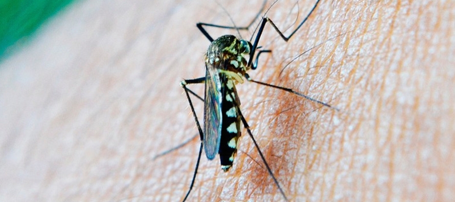 El dengue es una enfermedad infecciosa viral transmitida por mosquitos cuyos síntomas son...