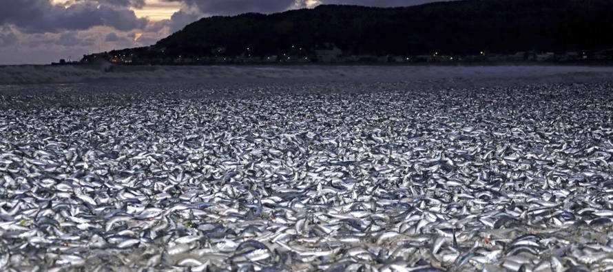 Las sardinas y un poco de macarela fueron a dar a la costa de Hakodate, en Hokkaido, la isla...