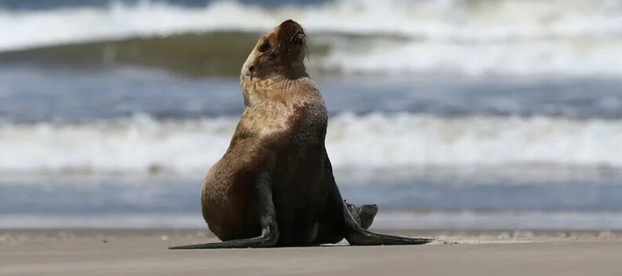 El estado Rio Grande do Sul, ha confirmado la muerte de 942 mamíferos marinos, una cifra sin...