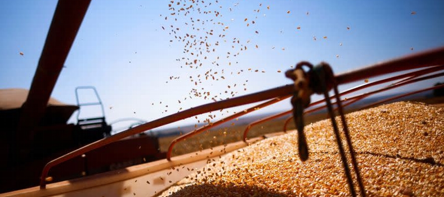La cosecha de soja en Brasil ya se ha retrasado y eso podría demorar la siembra de la...