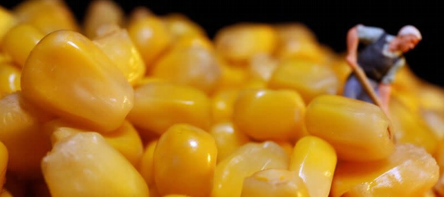 Las importaciones de maíz en noviembre aumentaron un 384% con respecto al año...