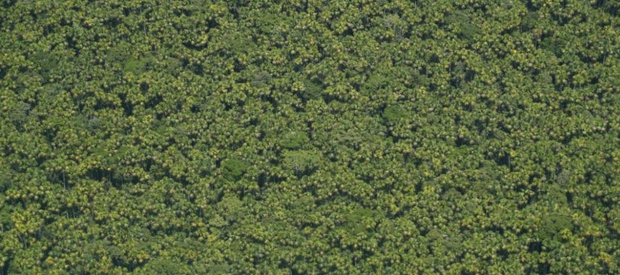 En cuanto a la climatología contemporánea, los bosques africanos tienen un tiempo...