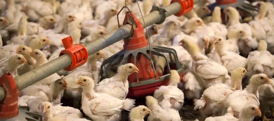 El mes pasado, Mike Weber recibió la noticia que todo granjero avícola teme: sus...