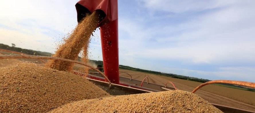 De confirmarse, la cosecha total estaría un 7,3% por debajo de la cosecha récord del...