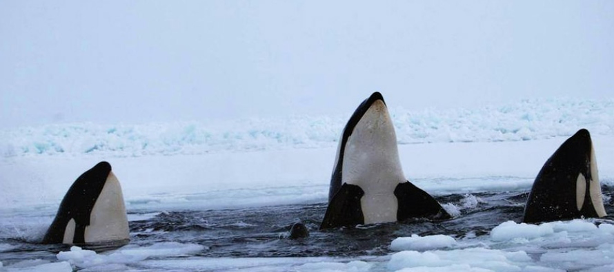 Las orcas fueron avistadas inicialmente por un pescador de la zona que informó a las...