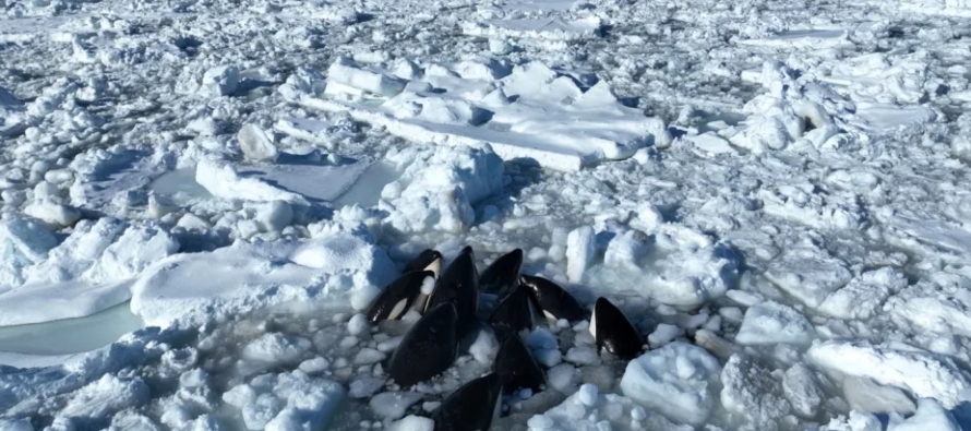 "No tenemos más remedio que esperar a que el hielo se rompa y las orcas escapen",...
