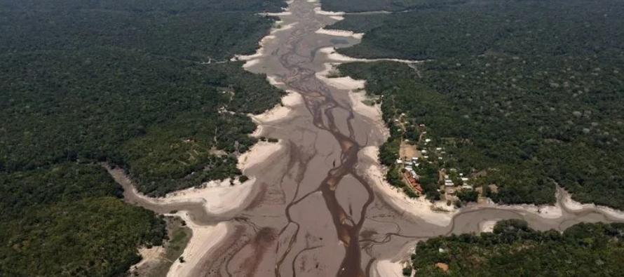 Los investigadores calculan que entre el 10% y el 47% de la cubierta forestal actual de la Amazonia...