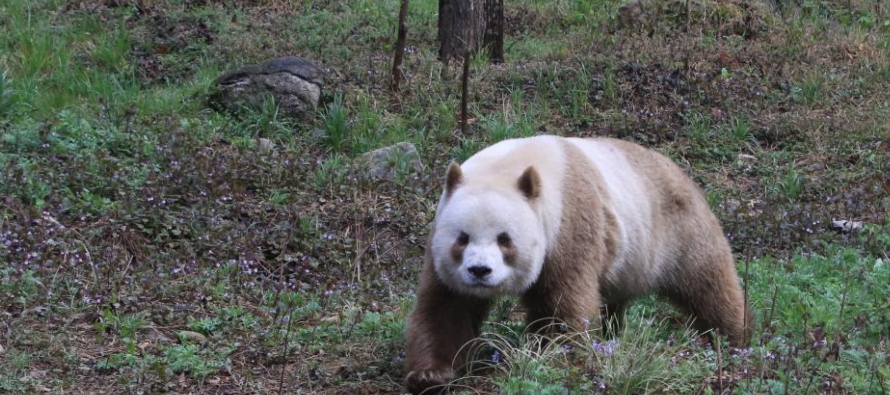 El equipo analizó muestras biológicas recogidas de 227 pandas, entre ellos dos...