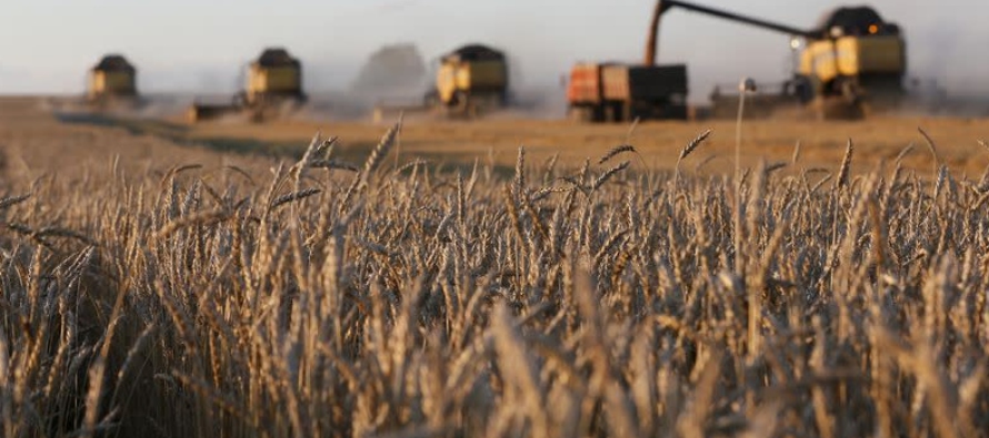 La rentabilidad del trigo cayó a 0,9%, frente a más del 70% en 2022, según RZS.