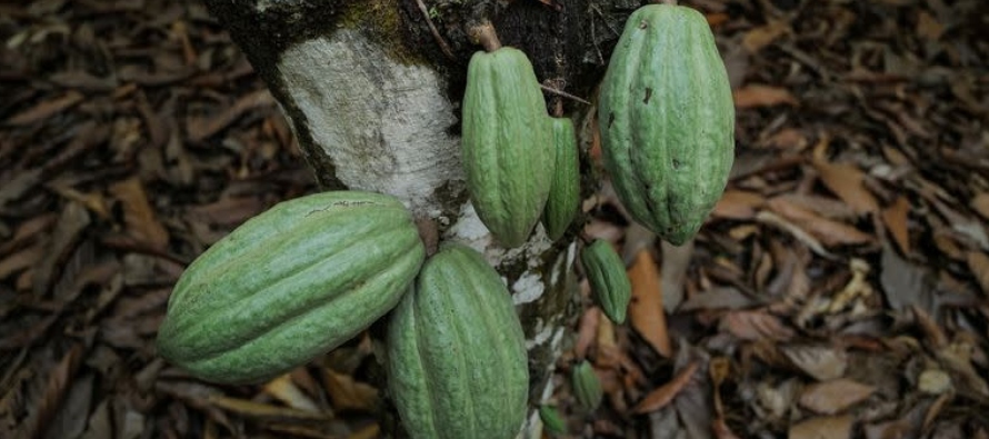 El precio del chocolate seguirá subiendo al agravarse la crisis del cacao en África Occidental