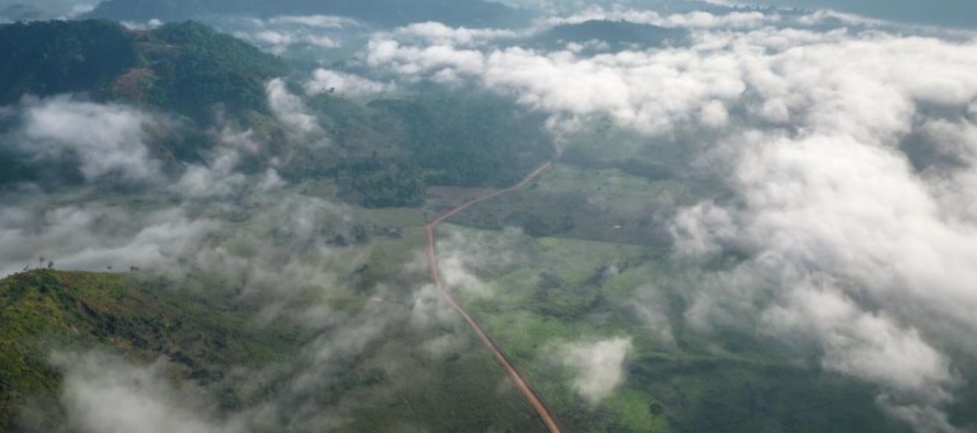 En Colombia, la pérdida de bosques casi se redujo a la mitad.