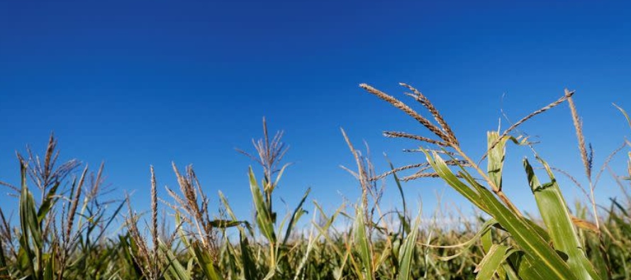 "La condición entre normal y excelente para el cereal de verano baja 8 puntos...