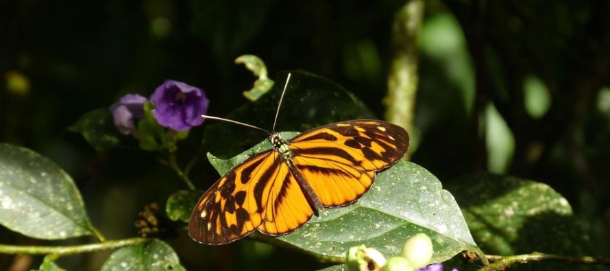 Mariposas amazónicas, un ejemplo de cómo pueden evolucionar las especies hibridadas