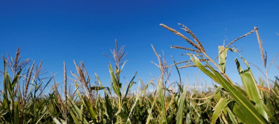 Exportación de granos de Argentina sería inferior a promedio de últimos años por "chicharrita" y clima