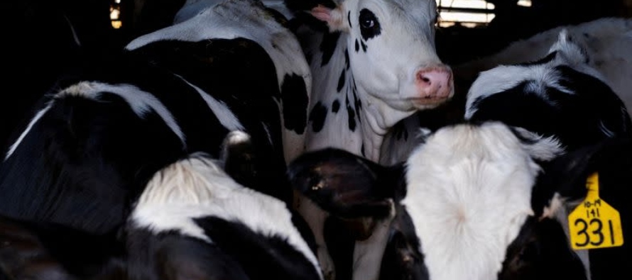 Las pruebas positivas de gripe en el ganado prohibirán que los animales sean trasladados...