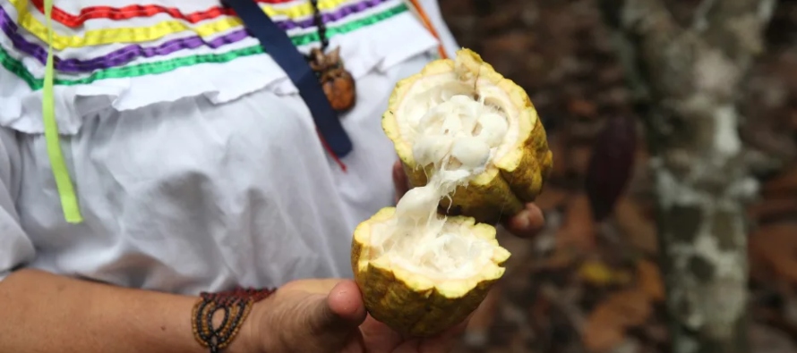 El alto precio del cacao, una oportunidad de empoderar a agricultoras de la selva peruana