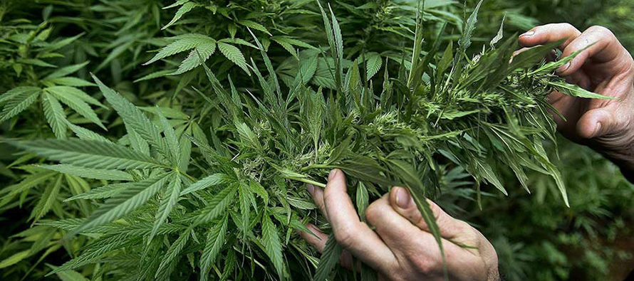 Pero los defensores de la legalización de la marihuana esperan que un cambio regulatorio...