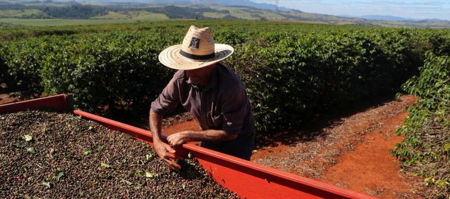La sequía pone en riesgo al 90 % de los cultivos de café en la frontera sur de México