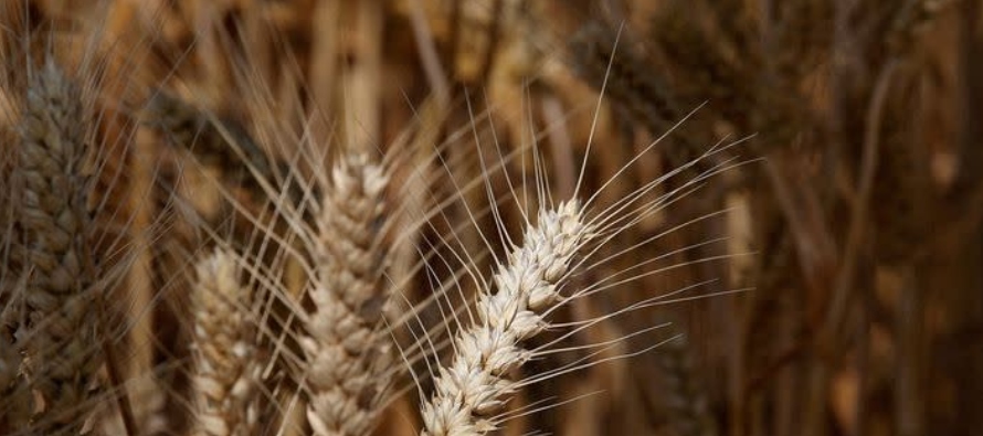 China autoriza primer trigo editado genéticamente, abriendo tecnología a cultivos alimentarios