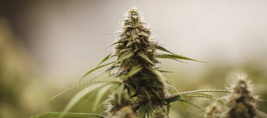 "En muchos estados donde la venta y el uso de marihuana, por parte de adultos, es legal, los...