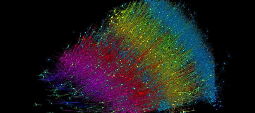 Un milímetro cúbico de cerebro humano desvela el mayor conjunto de conexiones neuronales
