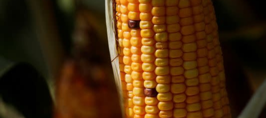 Exportadores venden 405,000 toneladas de maíz de Estados Unidos a México