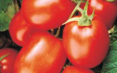 Entre las diferentes variedades que se producen en México se encuentran el tomate rojo...