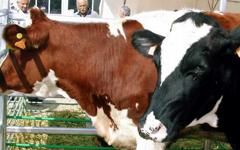 Una vaca puede comer forrajes de baja energía y concentrados de alta energía, sin...
