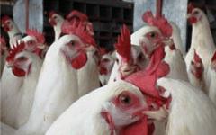 Las gallinas ponedoras deben recibir alimentos para producción con 17% de proteína....