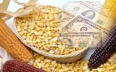 El incremento que se espera en el precio del maíz, que indirectamente afecta al sorgo,...