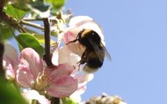 El uso de abejas en la polinización de cultivos es práctica común en...
