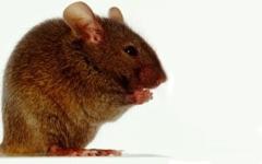Se estima que la mitad de un cerebro de ratón tiene unos 8 millones de neuronas y cada una...