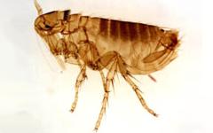 El pequeño insecto puede saltar 20 centímetros de altura, es decir, 130 veces su...