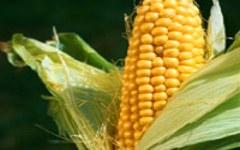 Lo que sí es necesario es estimular la producción de maíz en México, y...