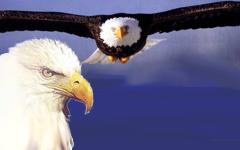 El águila, por su parte, dictaba prudentes reglamentos que regían la vida y...