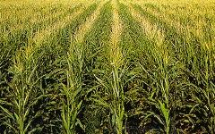EU produjo el año pasado 260 millones de toneladas de maíz nosotros 22 ó 23,...